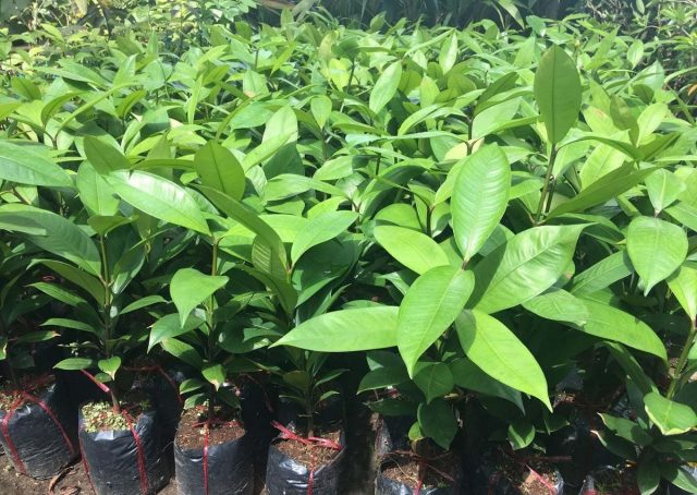 Cây giống măng cụt vàng úc nhập khẩu