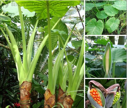 Cây ráy +củ ráy( mua 2 củ tặng 1 củ nhỏ )