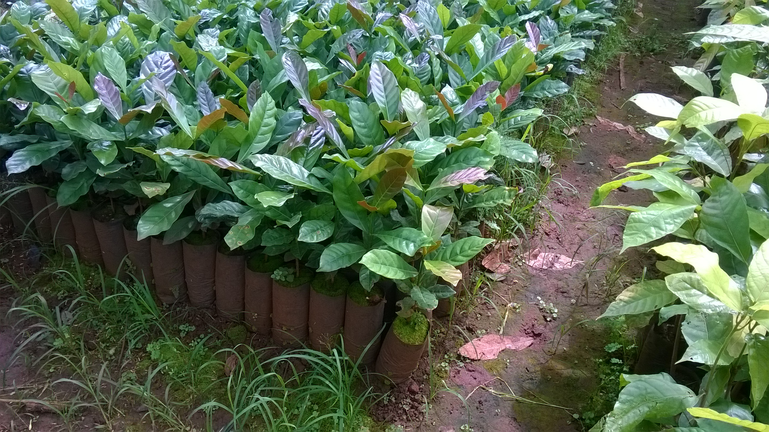Cây giống Cà Phê Arabica [ Giống chuẩn ]