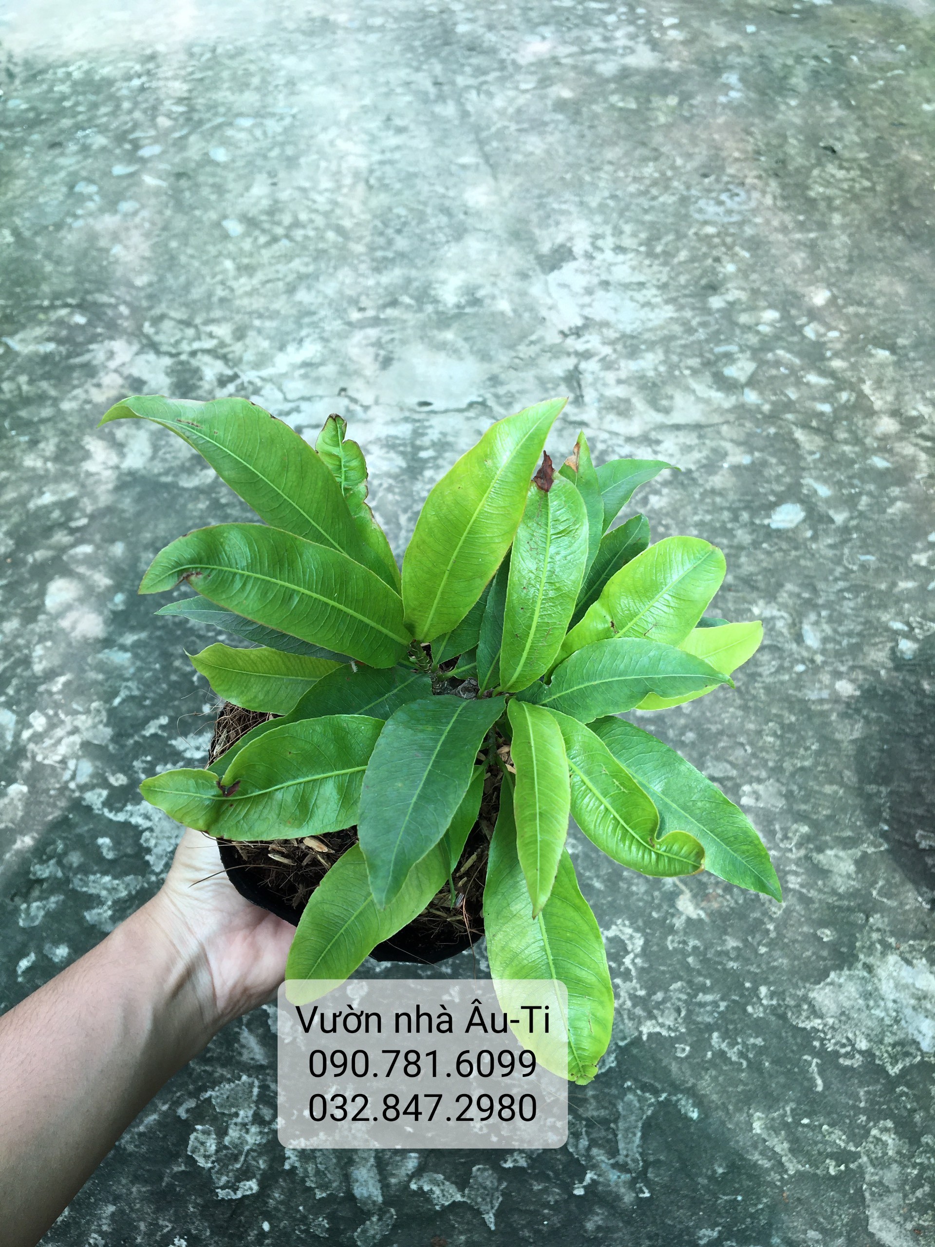 Mai đại lộc bonsai mini để bàn