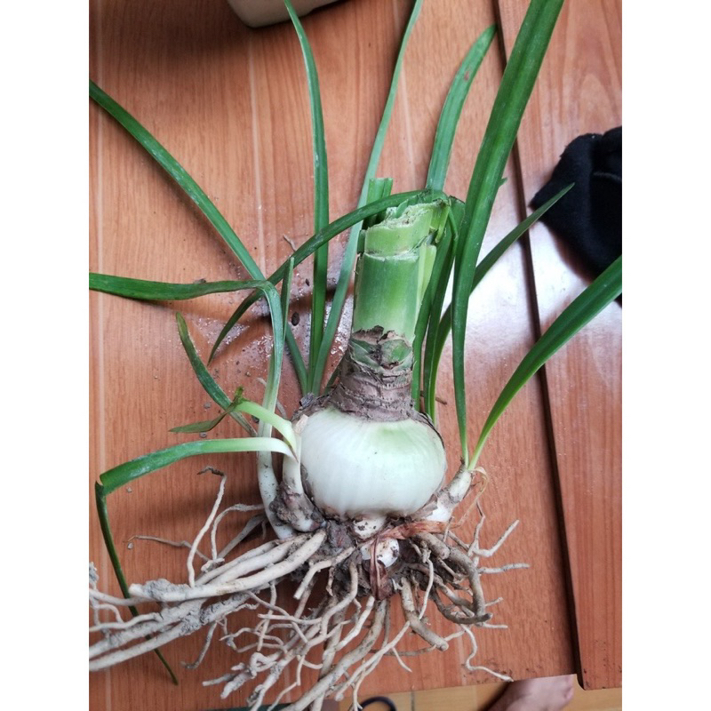 củ hoa loa kèn(lan huệ) màu đỏ