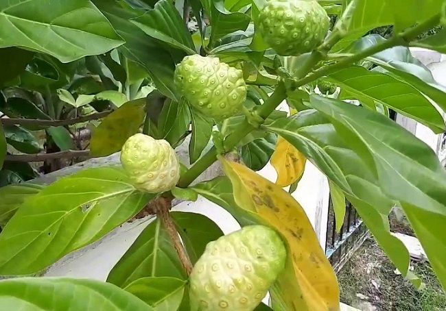 Hạt giống cây nhàu - Gói 50 hạt
