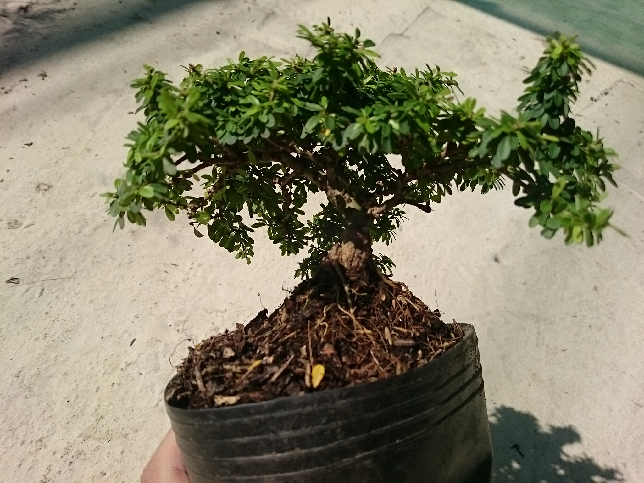 Cây Linh Sam Bonsai - cây cảnh bonsai
