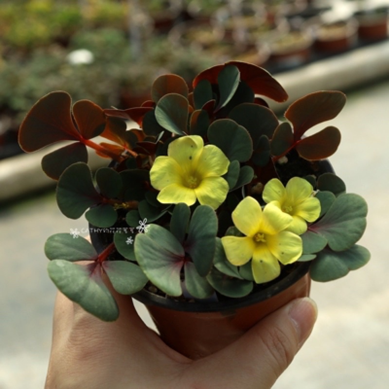 củ hoa oxalis dòng luteola