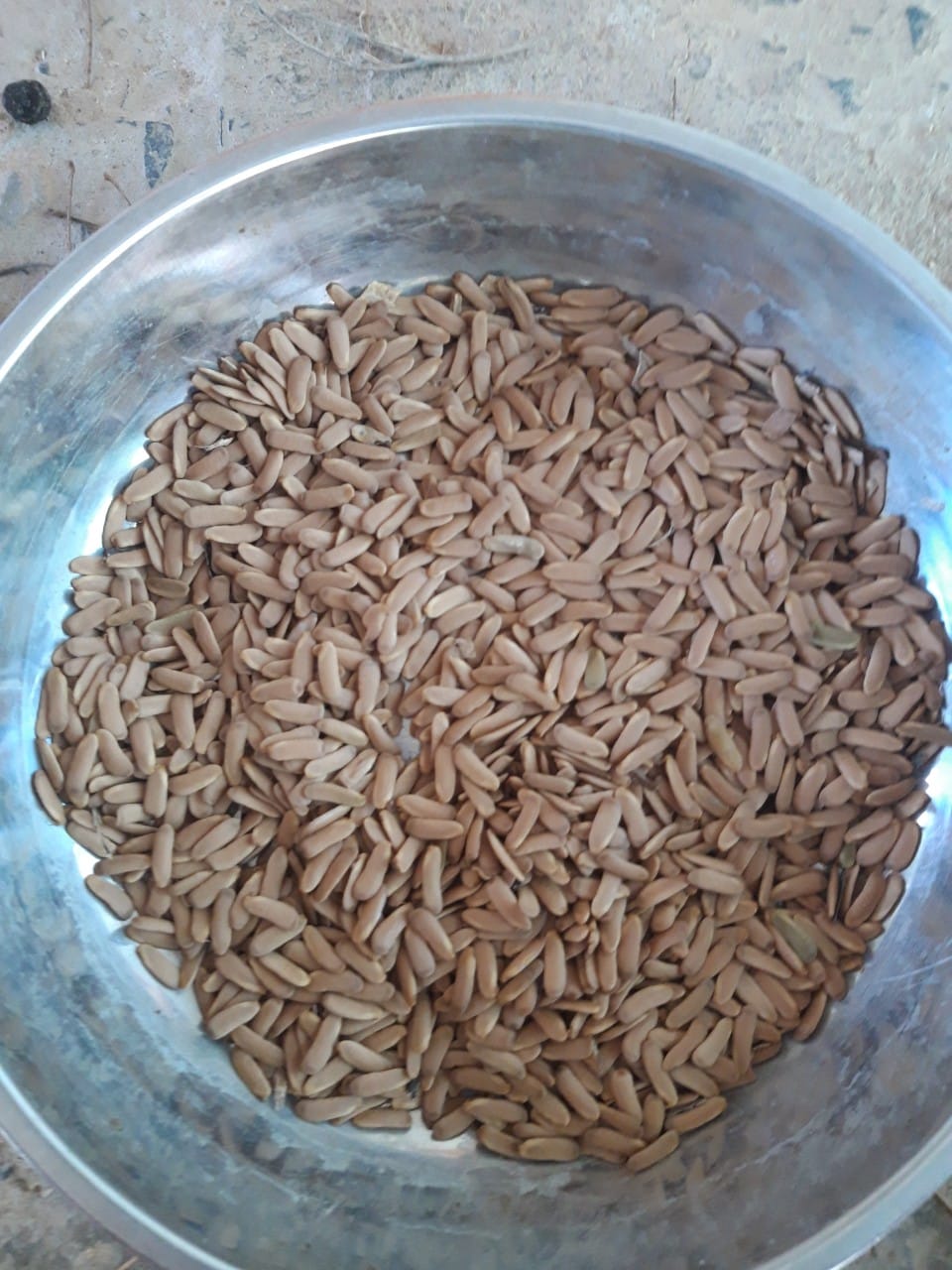 100gram hạt giống cây lim xẹt