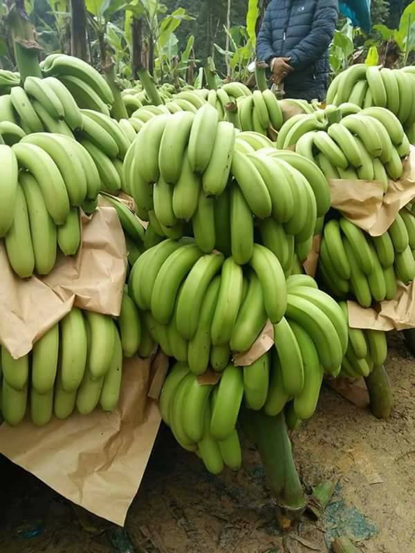 Cây giống Chuối Cau [ Dễ trồng, sinh trưởng tốt ].
