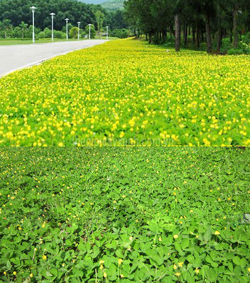 1 khóm Cây cỏ Lạc (cỏ đậu phộng, cỏ lạc tiên ) làm hoa thảm