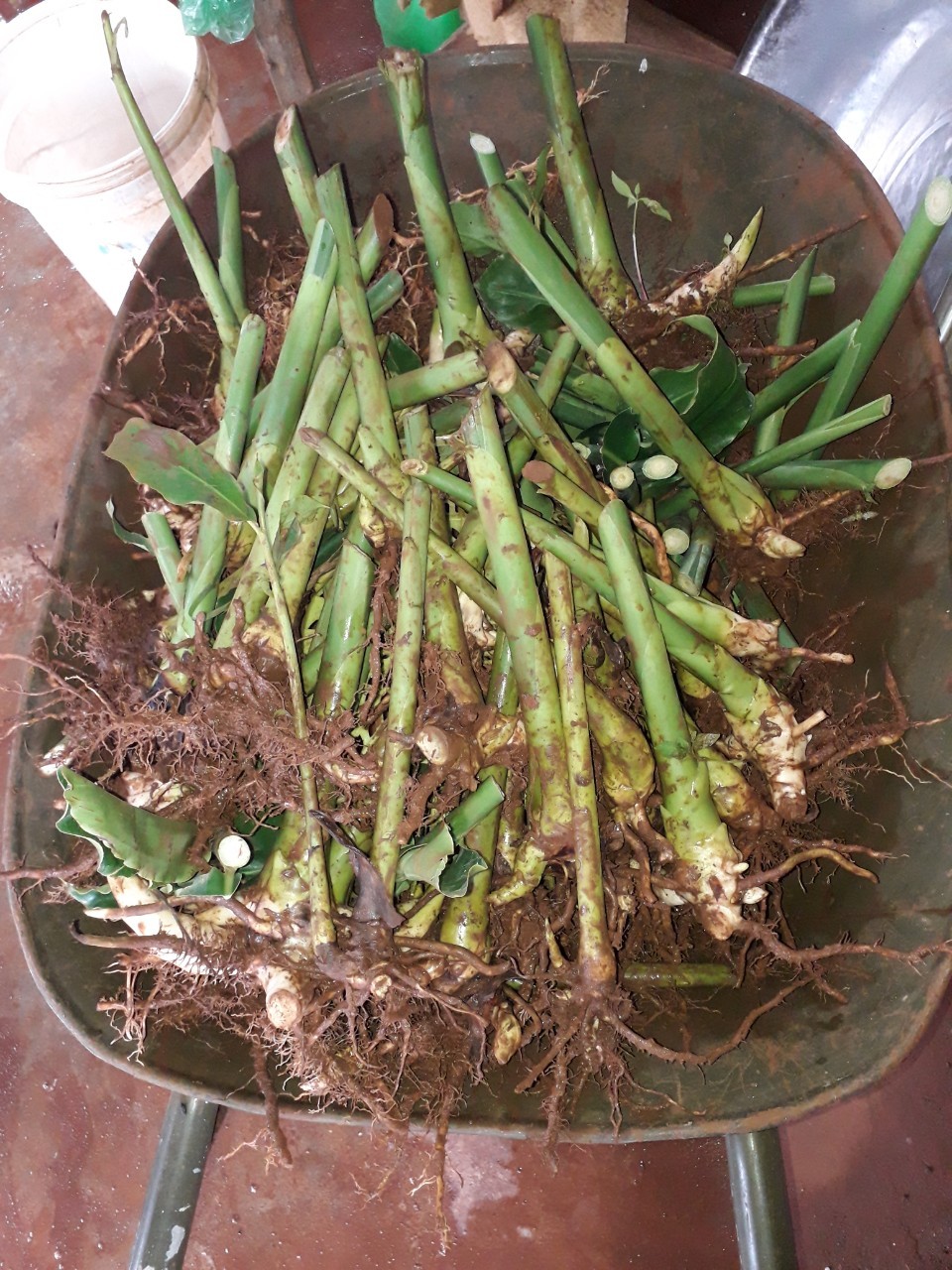 Hoa Sen Thái- SEN DÂNG PHẬT- củ giống ( hoa đa lộc, sen cạn)