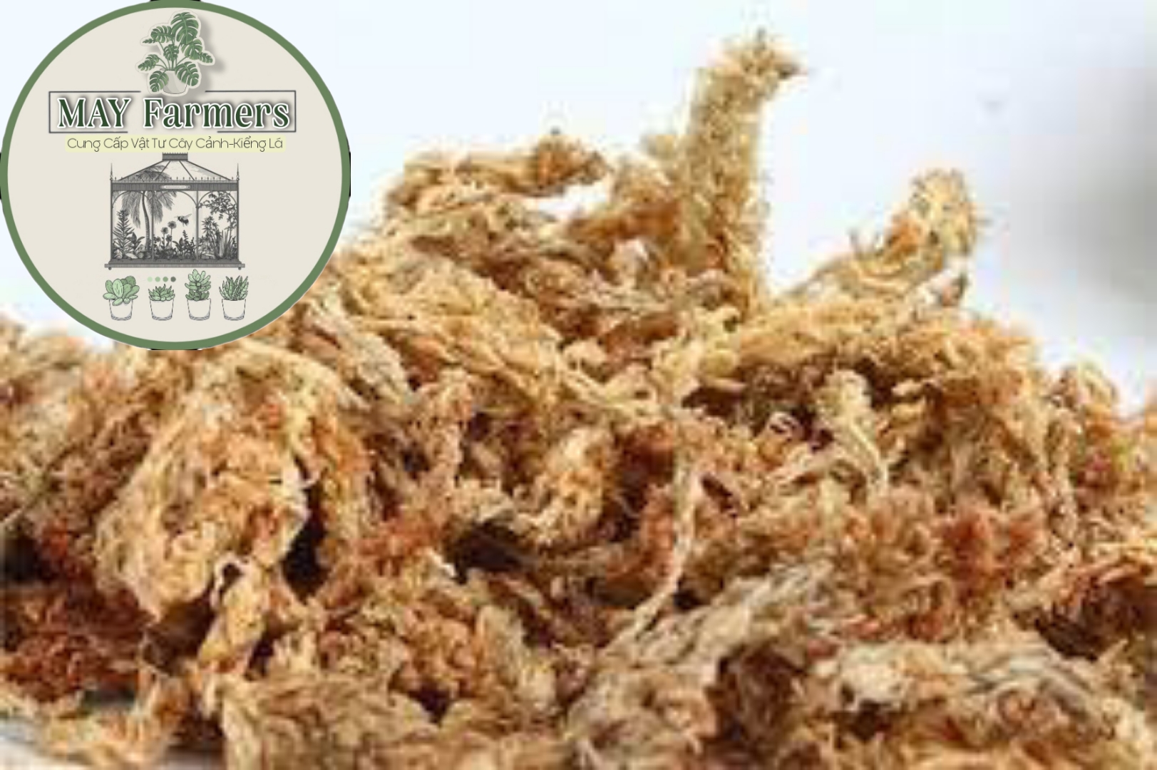 Dớn Trắng CHILE Chuyên Dùng Cho Phong Lan - Kiểng Lá ( Túi 100gr )