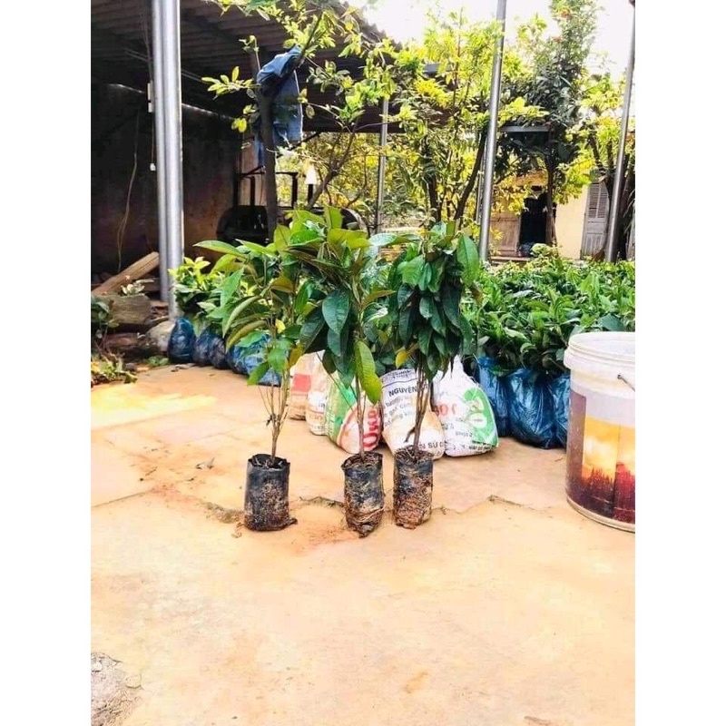 CÂY VÚ SỮA MICA (THƠM NGON VỎ MỌNG)