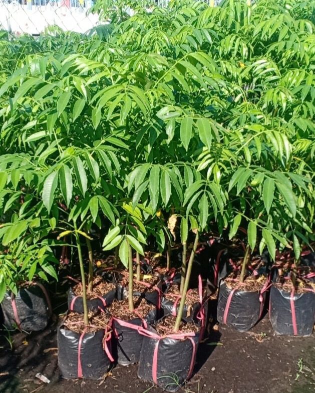cây cóc thái lùn siêu quả- cây giống