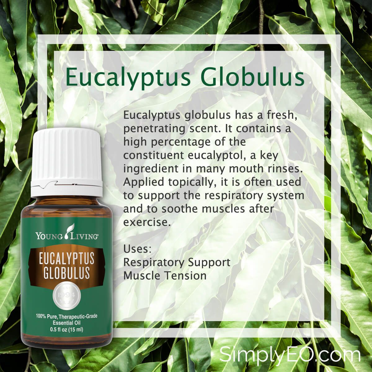 Young Living Eucalyptus Globulus 15ml Lazada Singapore