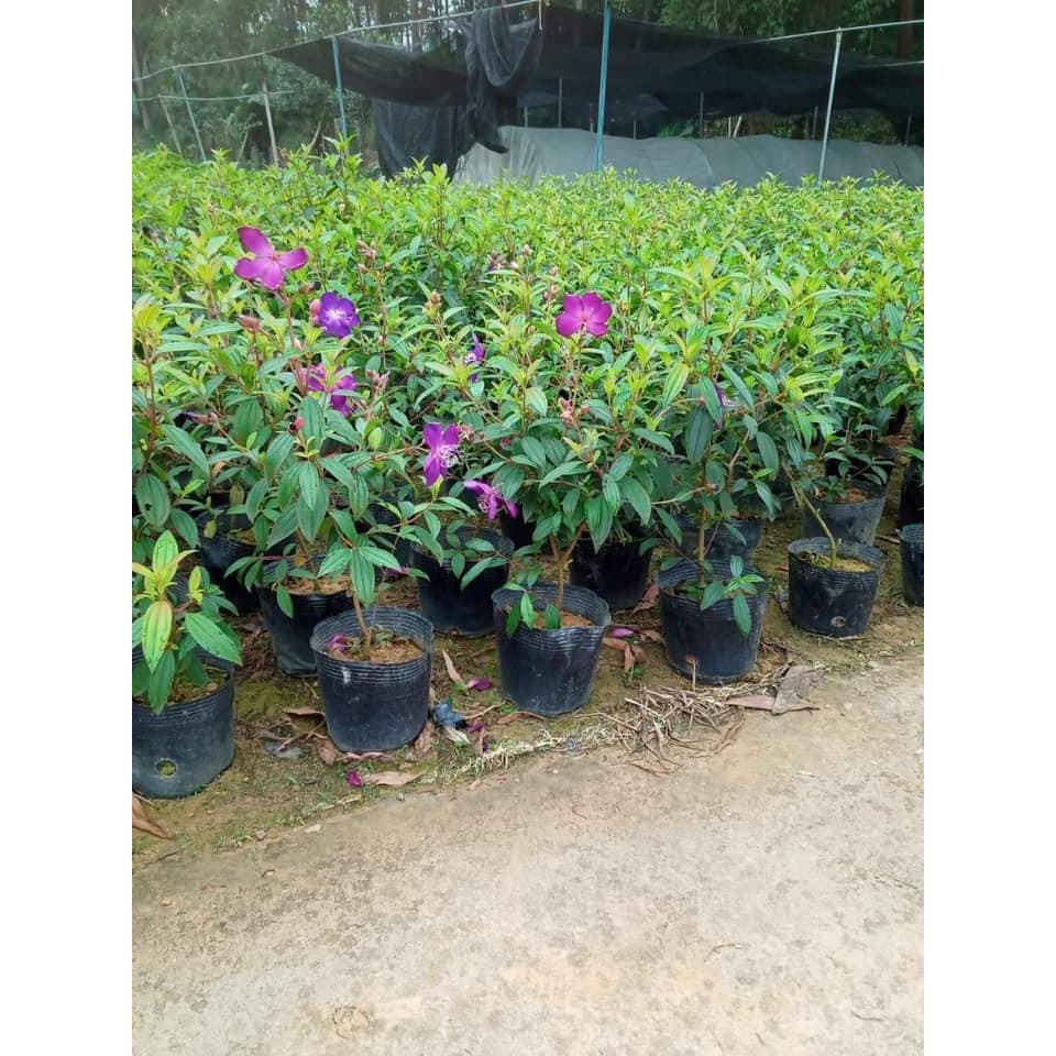 CÂY SIM TÍM LOẠI TO ĐẸP