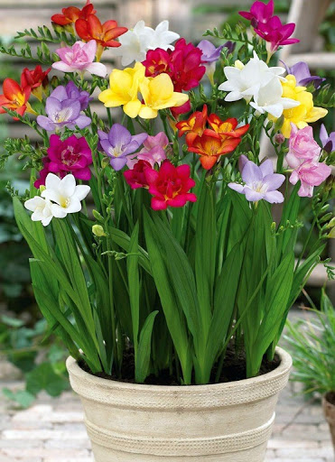 6 củ giống hoa lan nam phi nhiều màu ( mix màu )