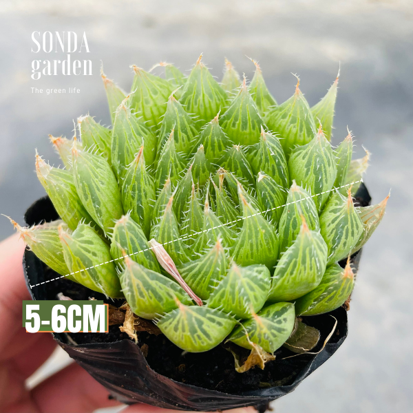 SEN ĐÁ DẠ QUANG SIZE BÉ SIÊU KHỎE ĐẸP LỖI 1 ĐỔI 1