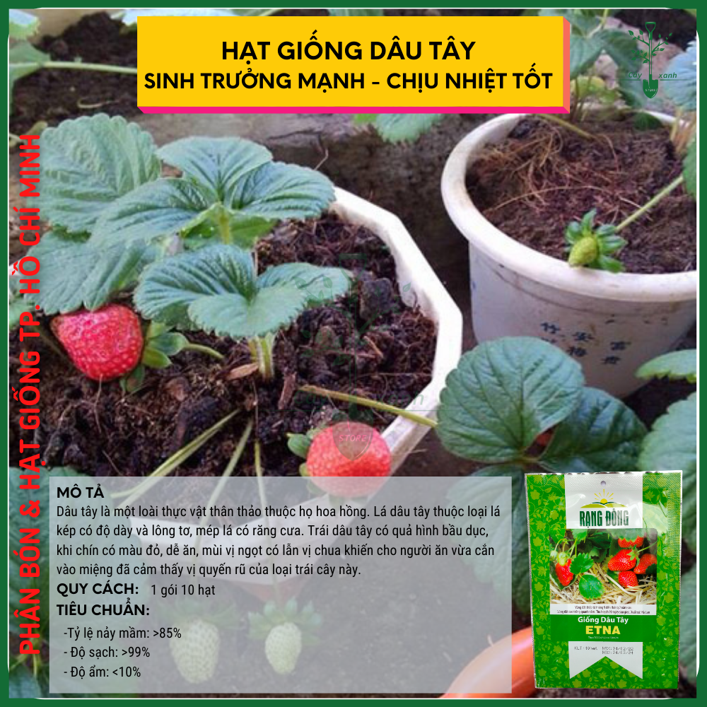 Hạt Giống Dâu Tây ETNA Rạng Đông 10 Hạt