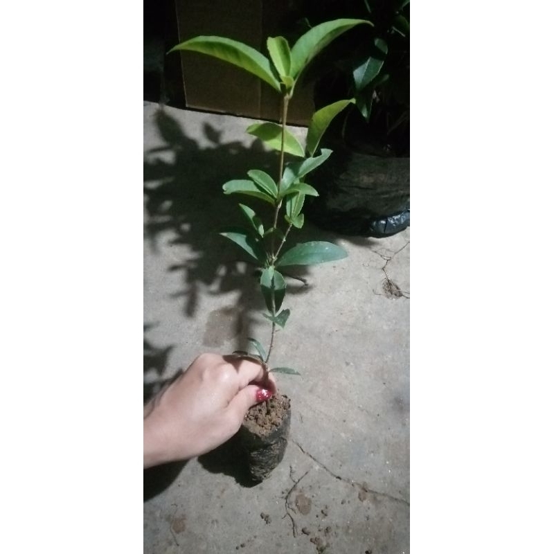 cây giống Mộc hương ta hoa vàng