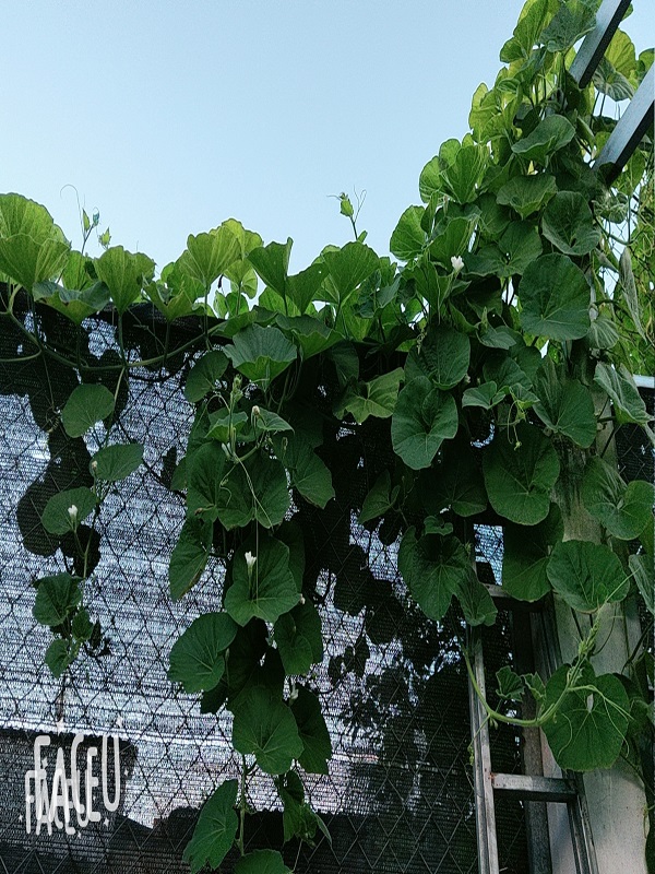 Hạt Giống Bầu Sao Trái Dài