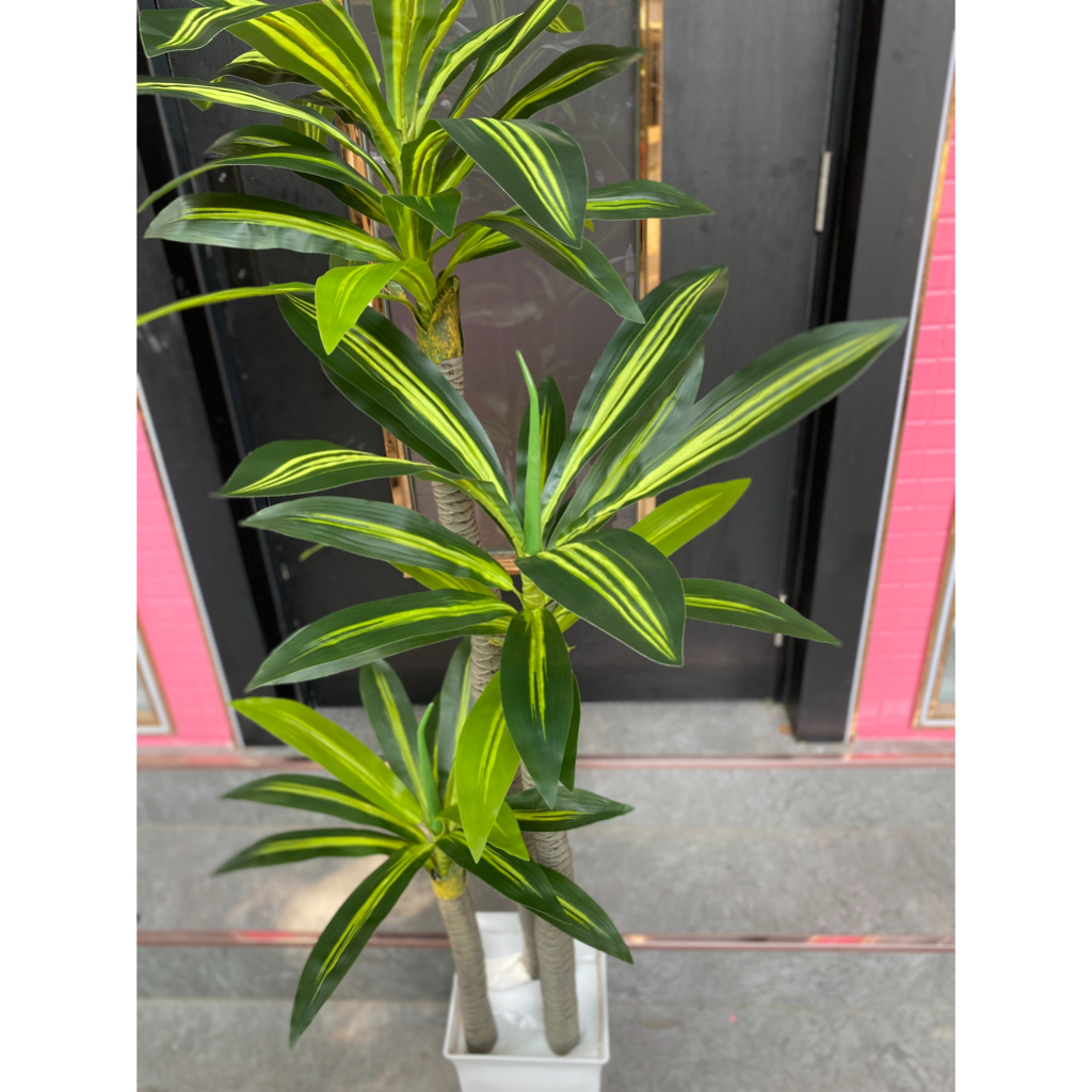 Cây giả, Cây thiết mộc lan 1,7m thân nâu
