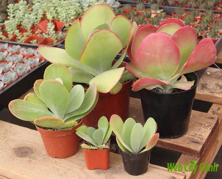 SEN ĐÁ BƯỚM XANH ( ĐÀ LẠT ) - SIZE 5-9cm  HƯ 1 ĐỔI 1