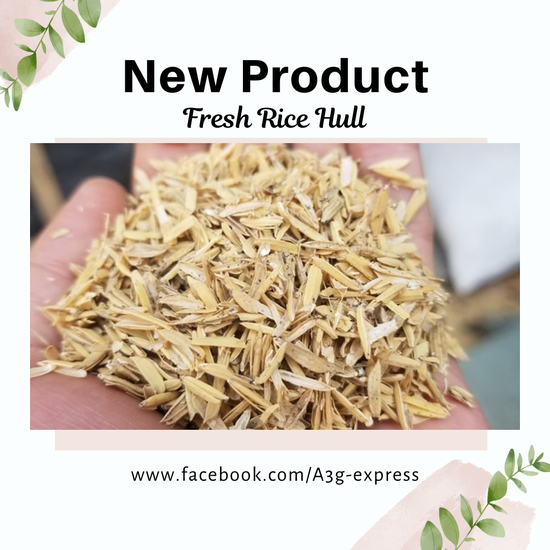 FRESH RICE HULL OR IPA 2 KILOS PER PACK ONLY | Lazada PH