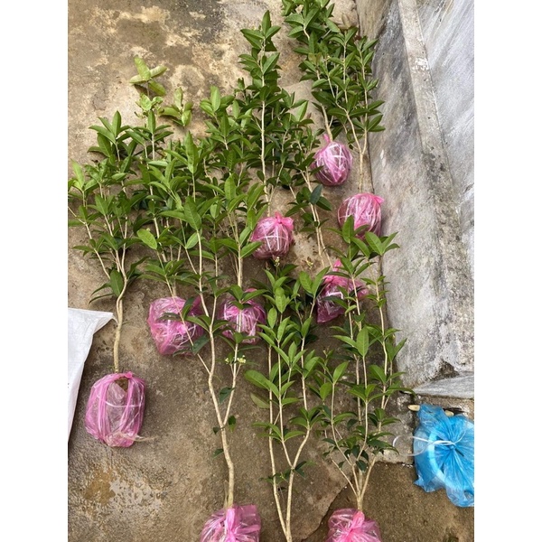 Cây mộc hương ta 2 năm tuổi chuẩn xịn ảnh thật cây cao 60-1m