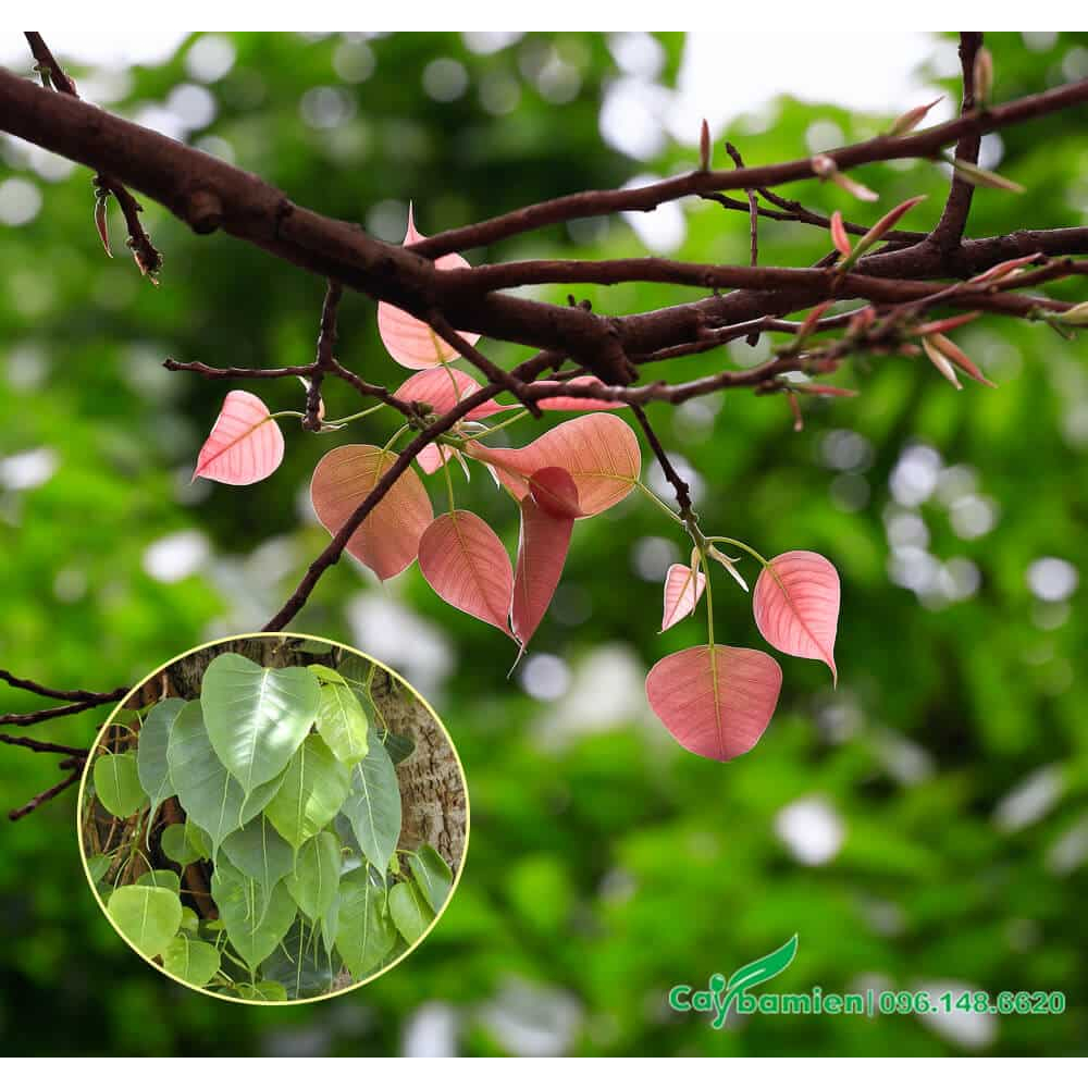 cây giống cây bồ đề đỏ,cam kết chuẩn giống