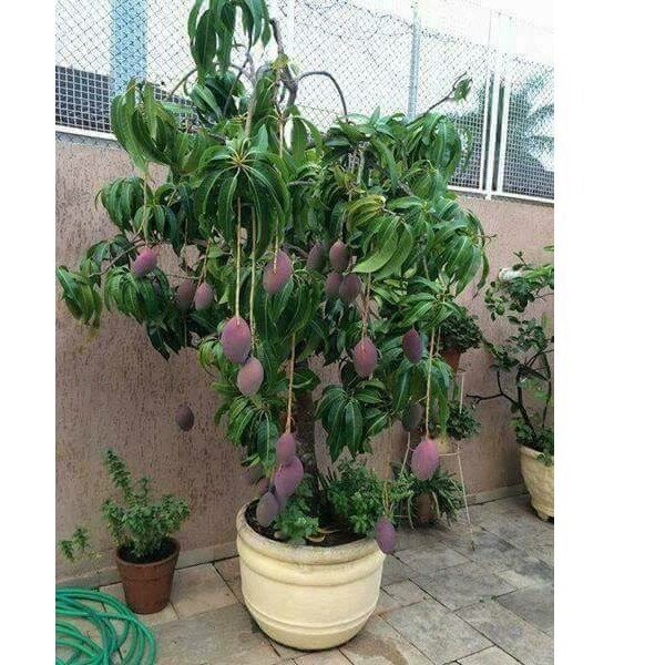 cây giống xoài tím