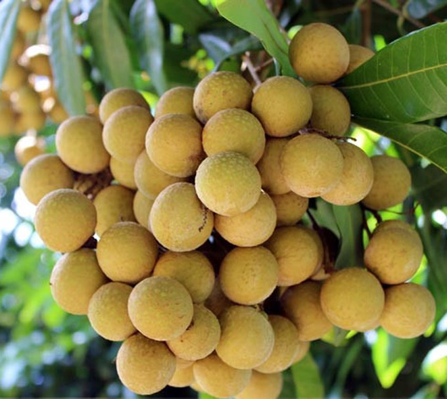 cây giống nhãn thái ido miền nam