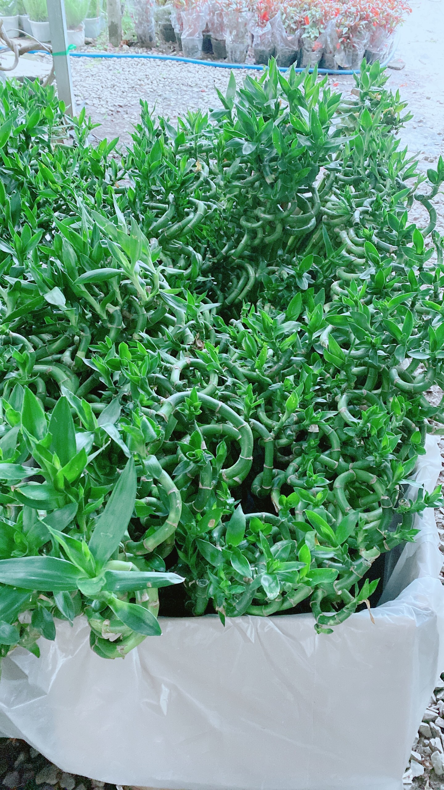 Bó Trúc Phát Tài Xoắn Cao 80cm (10 cây)