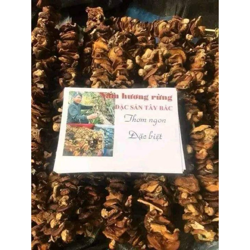 Nấm hương rừng