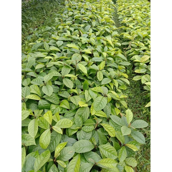 CÂY GIỐNG BÒN BON THÁI- cây cao 50-65cm