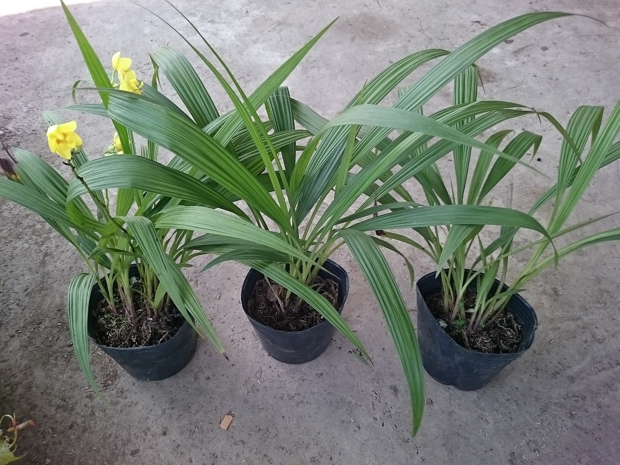 Cây Lan Chu Đỉnh Vàng ( Địa Lan Hoa Vàng ) - cây cảnh để bàn