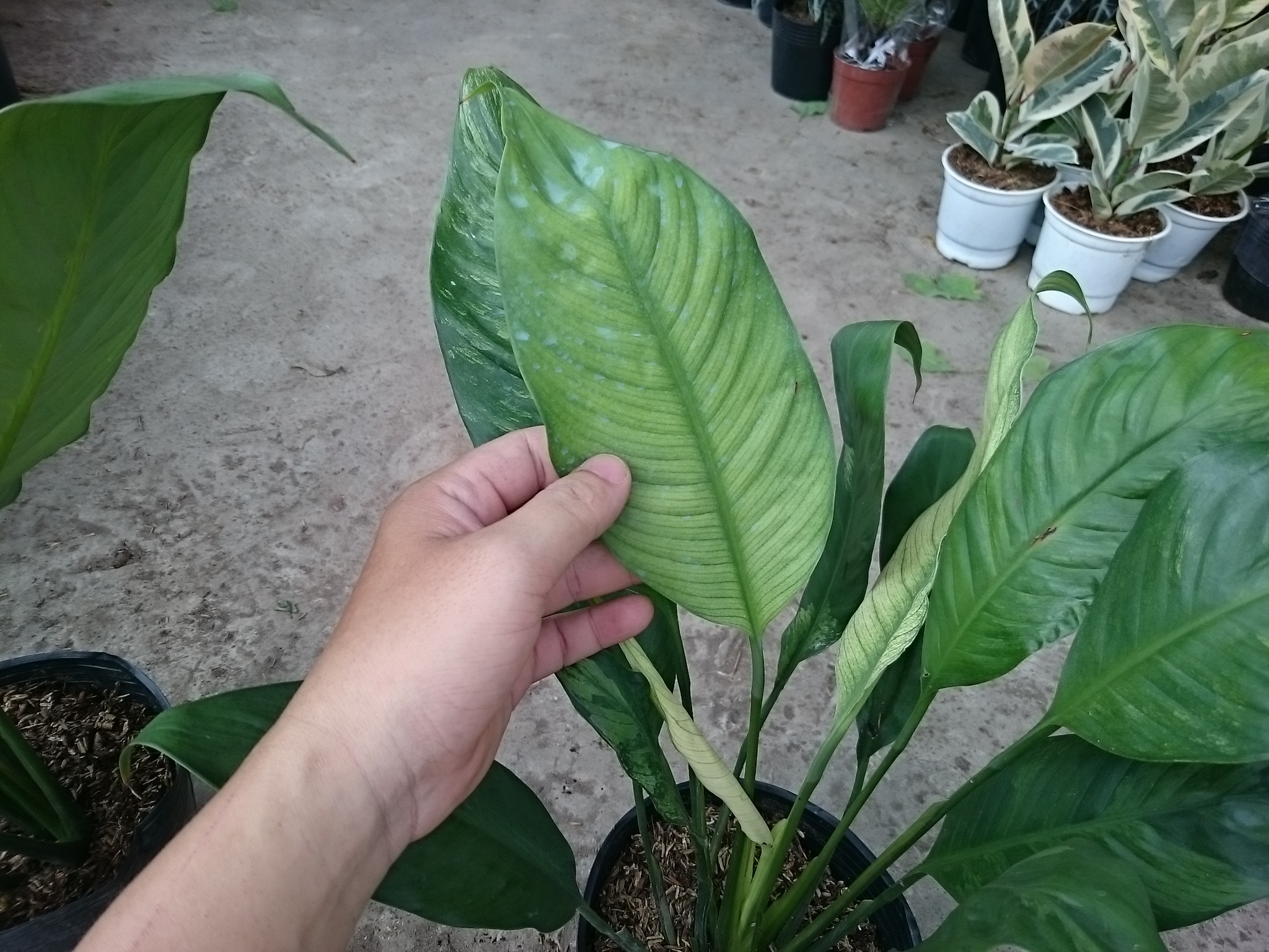 Cây Lan Ý Cẩm Thạch - cây cảnh để bàn