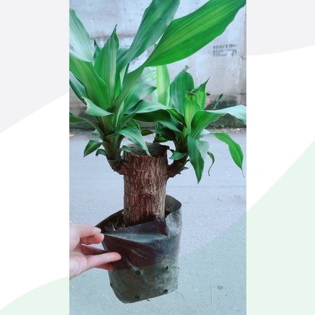 Cây thiết mộc lan
