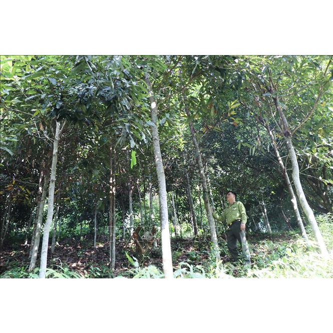 cây quế giống - cam kết chuẩn giống