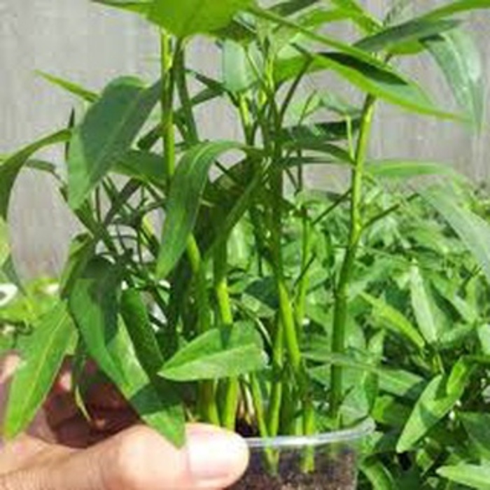 Hạt giống rau muống siêu ngọn