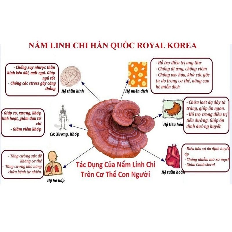 [HCM]Nấm Linh Chi Hàn Quốc Thái Lát 100g