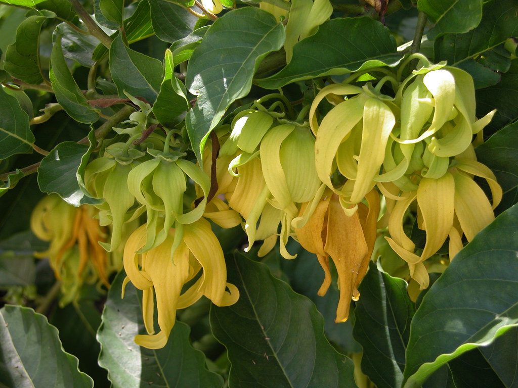 Chậu cây hoa hoàng lan size lớn, sắp hoa