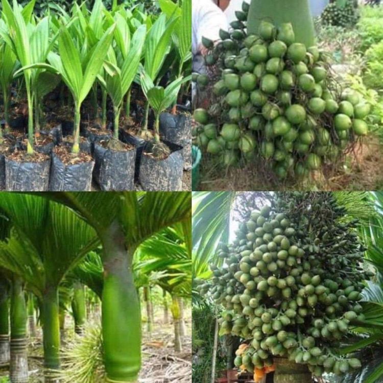 CÂY CAU LÙN (TỨ QUÝ) GIỐNG