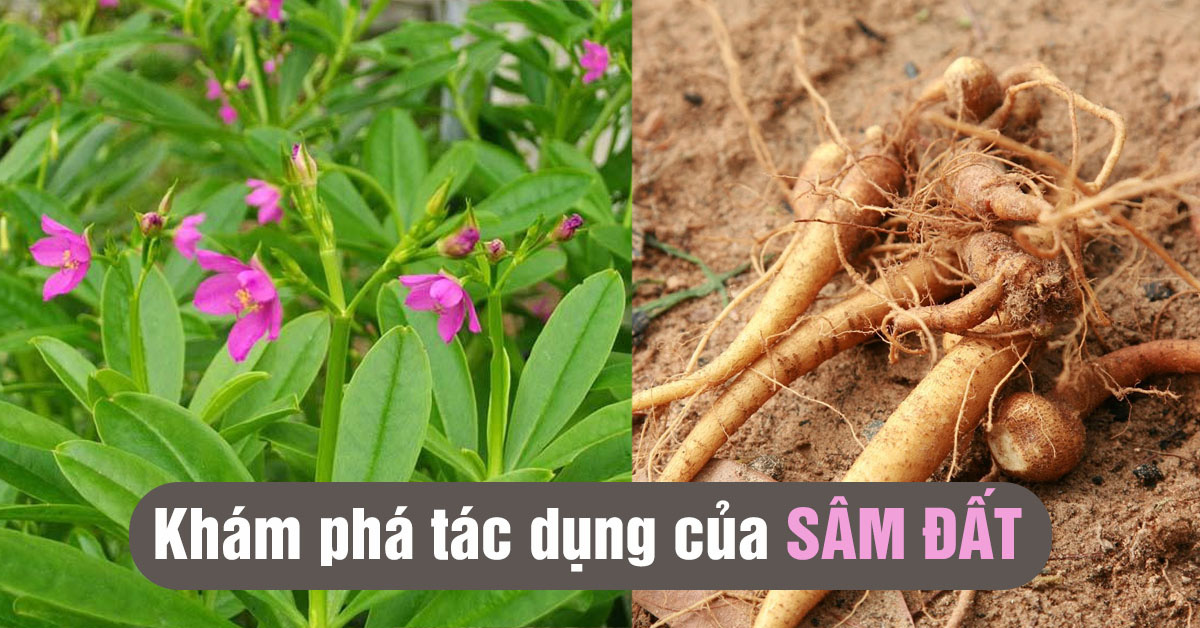 cây giống sâm đất (cây thổ sâm, rau sâm)- cây giống nhỏ