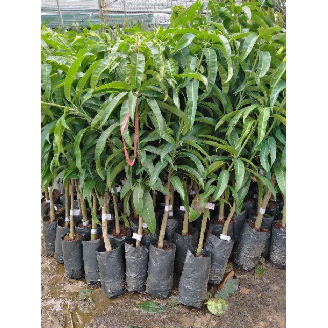 cây giống xoài cát hòa lộc