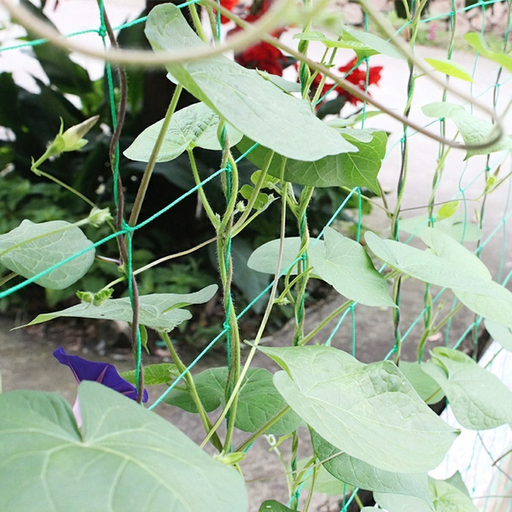 Lưới trồng cây ( dây leo giàn )-nhiều kích thước-CA666