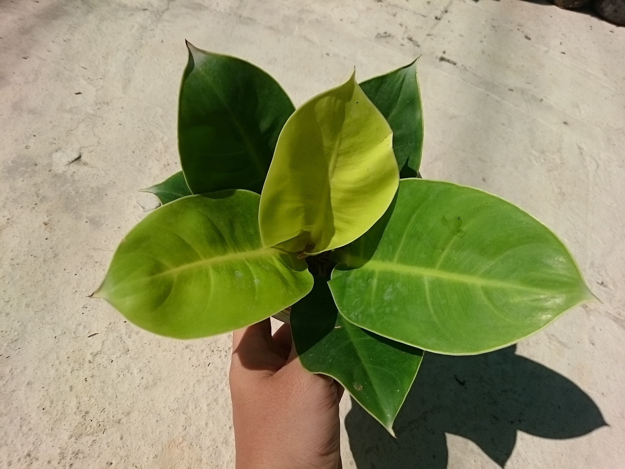 Cây Trầu Bà Đế Vương Vàng - cây cảnh để bàn