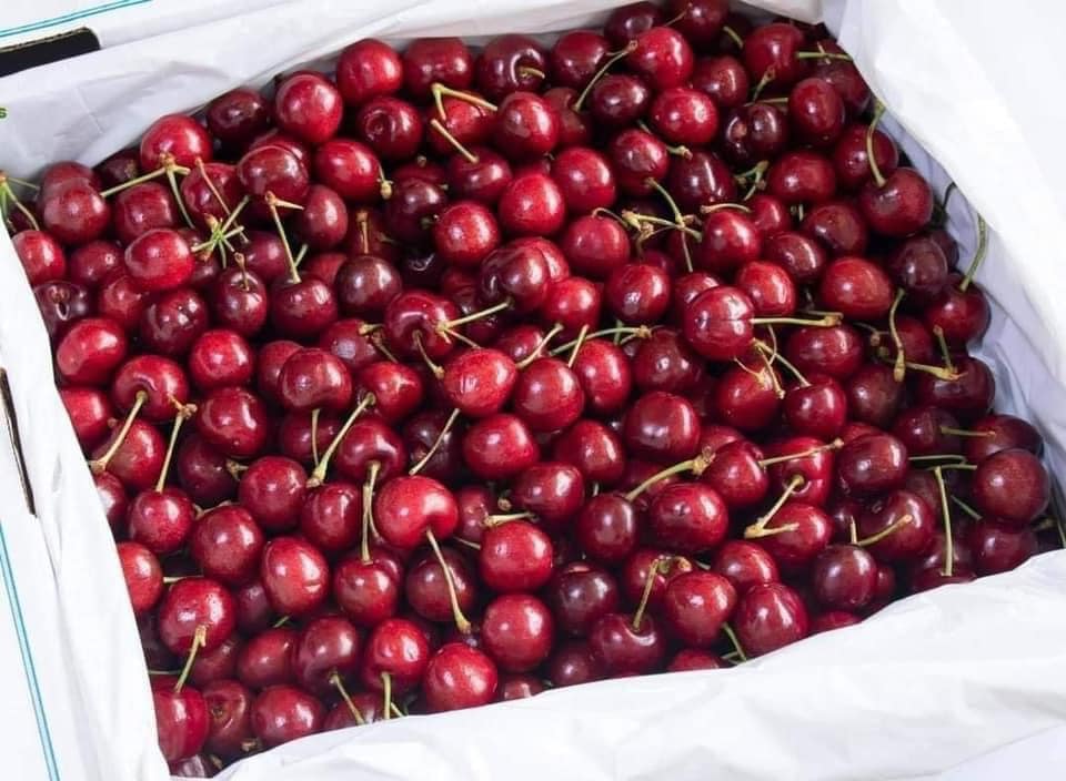 Cây giống Cherry Anh Đào MỸ THẾ HỆ MỚI. [ BẦU TO, SIÊU QUẢ, CÂY CAO 1M ]