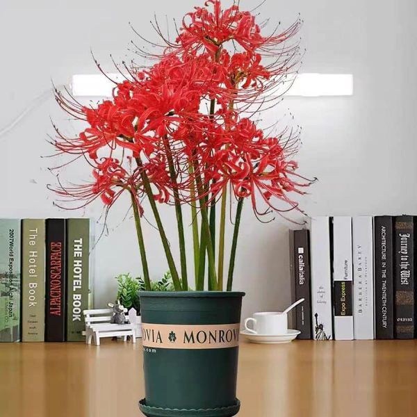 Củ giống hoa bỉ ngạn đỏ ngậm nụ