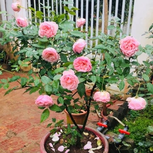 Gốc Hoa Hồng ngoại đủ 30 màu ( ảnh thật ở cuối)