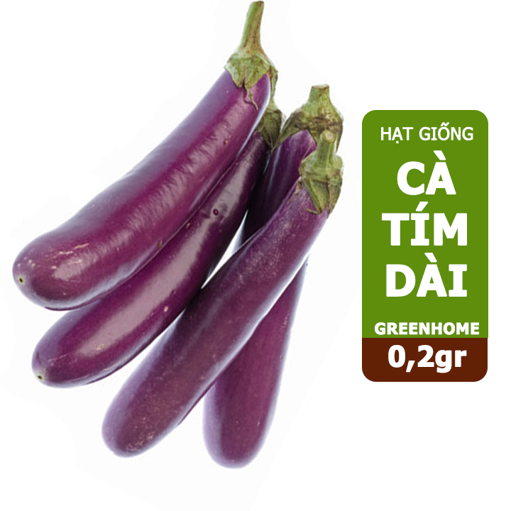 Hạt giống Cà tím trái dài ,gói 0,2gr, dễ trồng, năng suất cao T13
