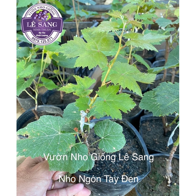 Cây Nho Giống Ngón Tay Đen Không Hạt (Tặng phân bón khi 2 Cây trở lên)
