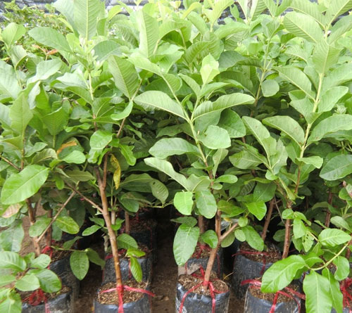 Cây giống ỔI KHÔNG HẠT PHUGI